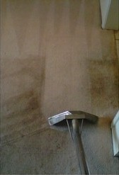 Sunflower Carpet Cleaning 359224 Image 4